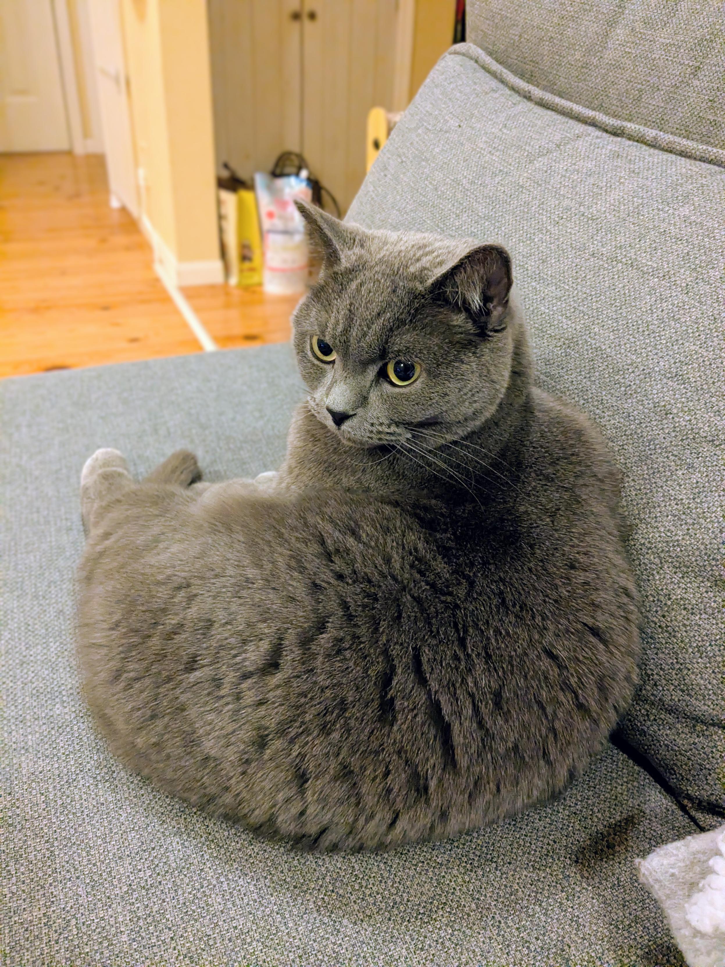 ソファに座る猫